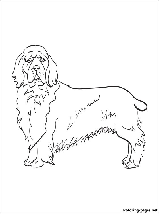 560x750 Cocker Spaniel Coloring Pages