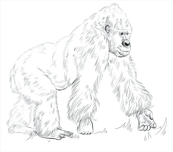 585x514 Cocker Spaniel Coloring Pages Gorilla Coloring Page Free Download