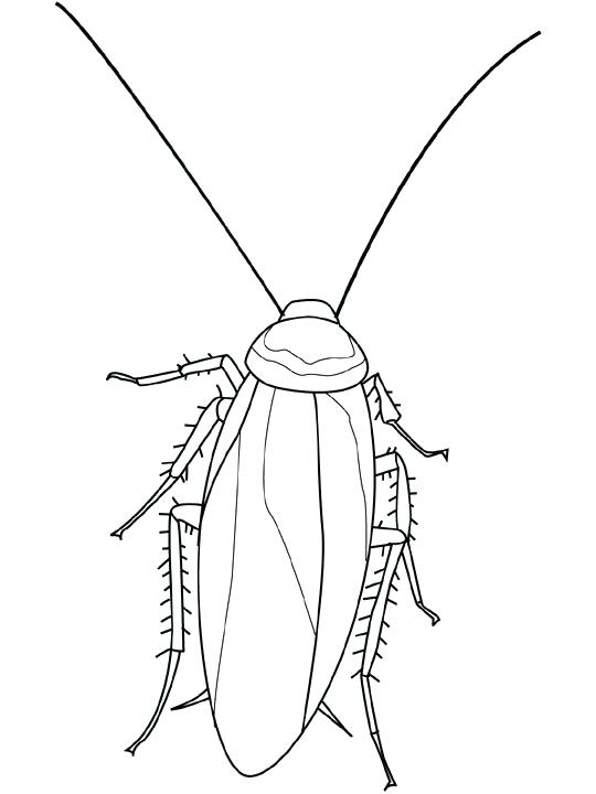 540x720 Cockroach Coloring Page Fu Lorig Isects Cartoo Ckroach Oggy