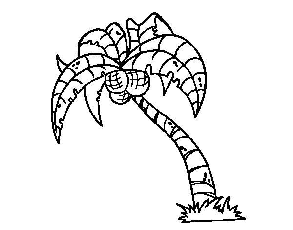600x470 Coconut Tree