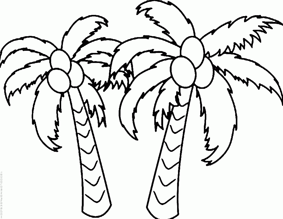 930x720 Coconut Tree