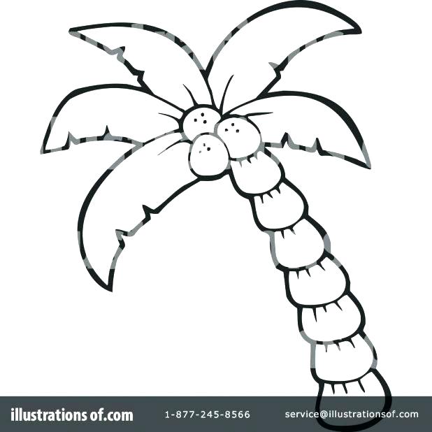 618x618 Coloring Coconut Stunning Palm Trees Coloring Pages Free Download