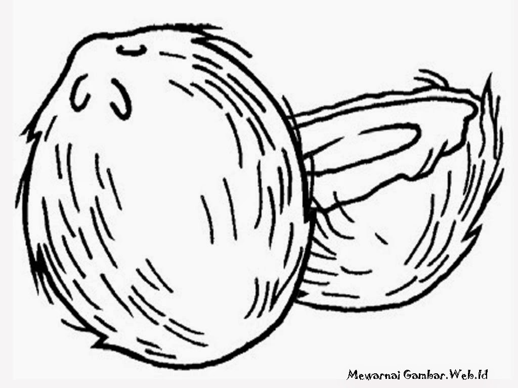 1024x768 Free Coloring Pages Of Coconuts New Coconut Page