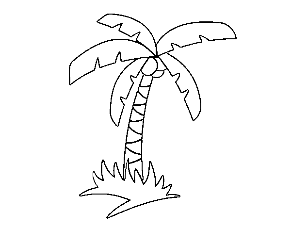 600x470 Coconut Tree