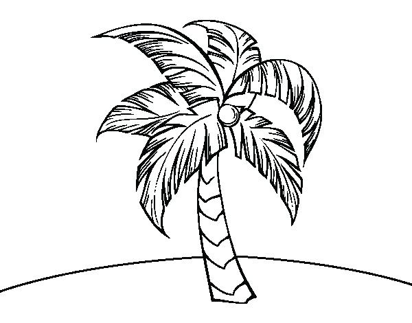 600x470 Eating Palm Tree Coloring Page Color Coconut Murs