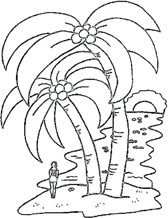 564x734 Coconut Tree Coloring Coloring Page Coconut Tree Nature Printable