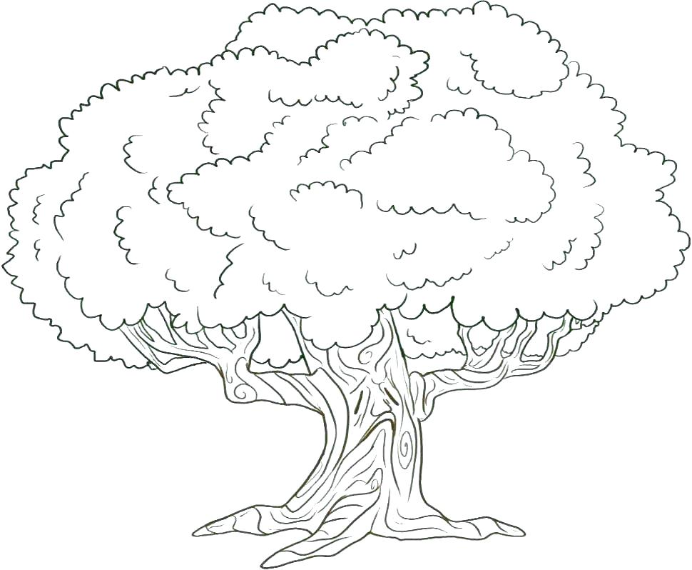 970x798 Palm Tree Coloring Page Palm Tree Coloring Pages Free Printable