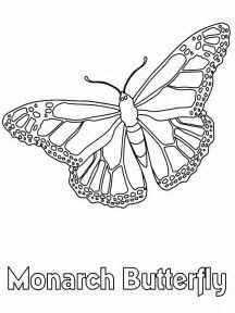 216x288 Image Result For Monarch Butterfly Cocoon Coloring Page