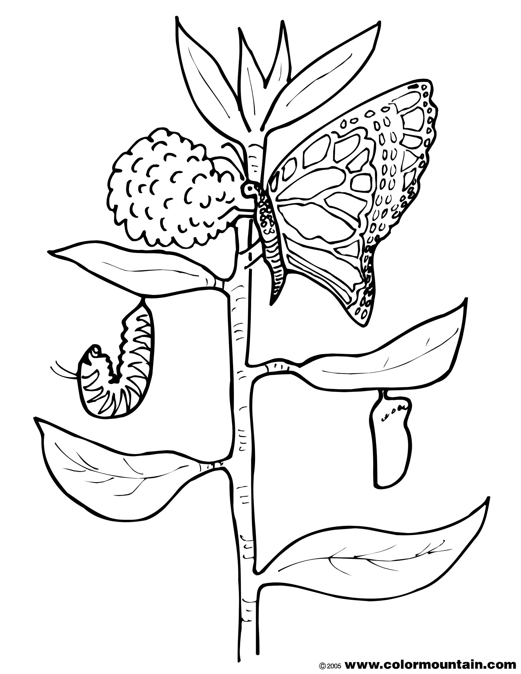 1800x2329 Butterfly Cocoon Coloring Pages