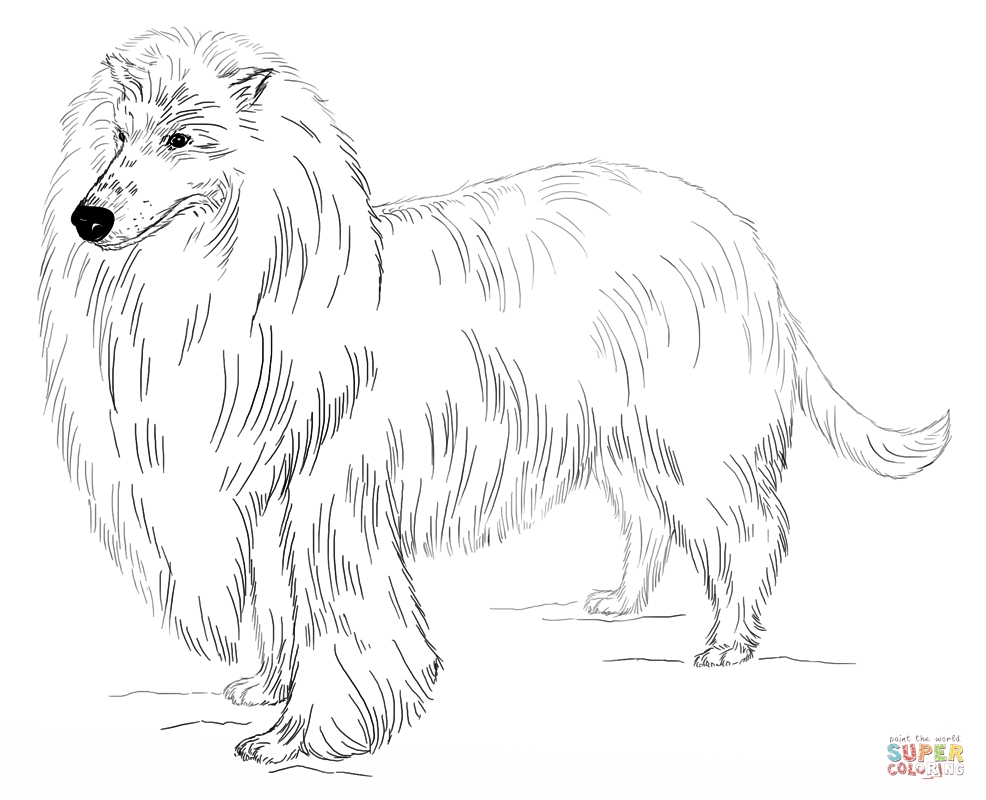 986x800 Long Haired Collie Coloring Pages Printable Coloring For Kids 2018