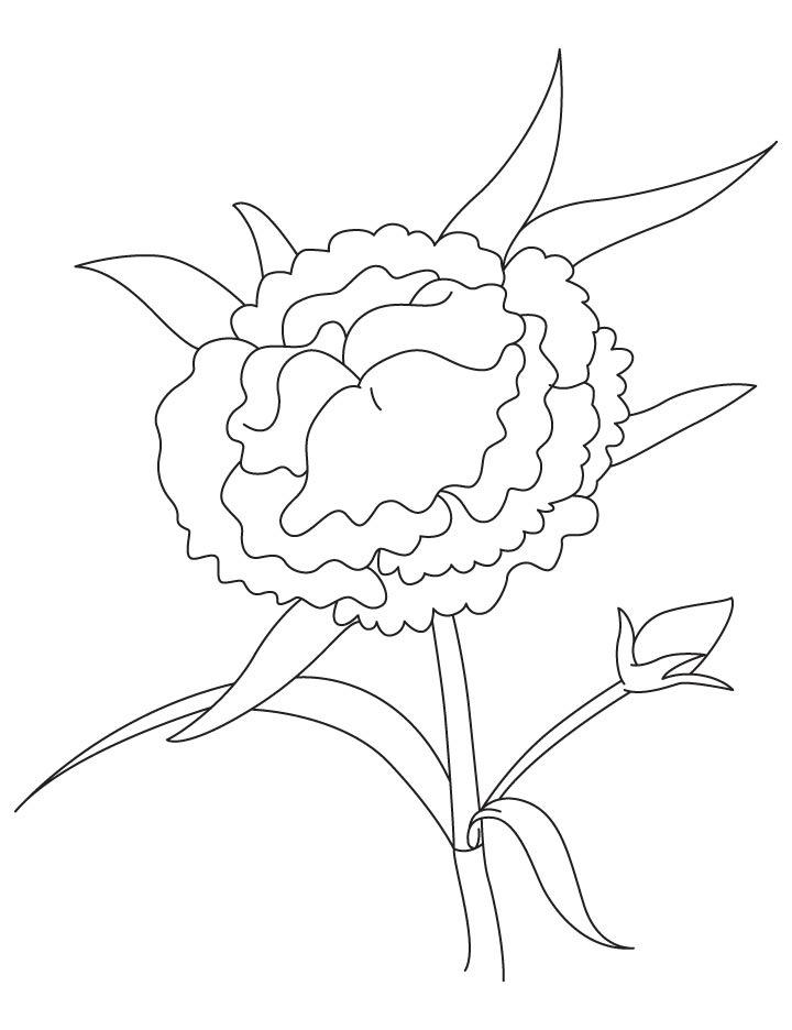 720x936 Colombian Flower Coloring Page Download Free Colombian Flower