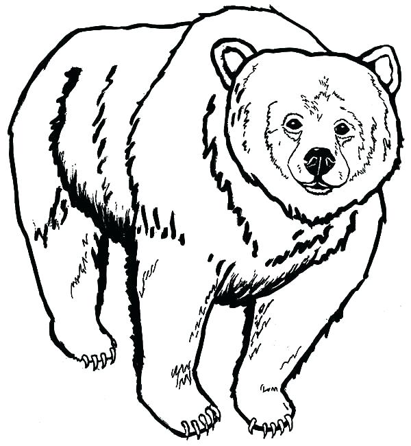600x650 Brown Bear Coloring Pages Brown Bear Coloring Page Big Brown Bear