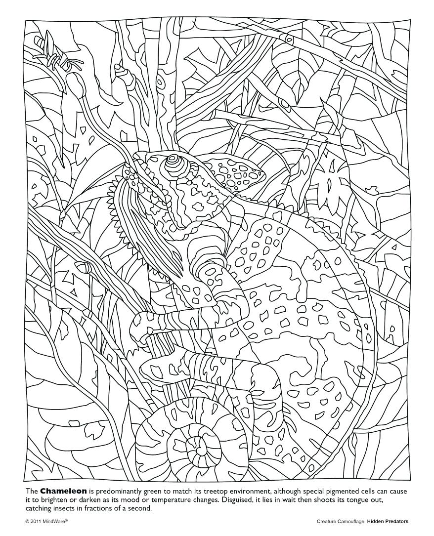 878x1085 Color Counts Coloring Pages Hidden Picture For In