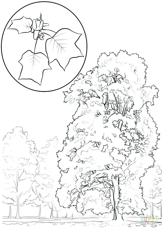 618x872 Yellow Coloring Pages Yellow Coloring Pages Color Yellow