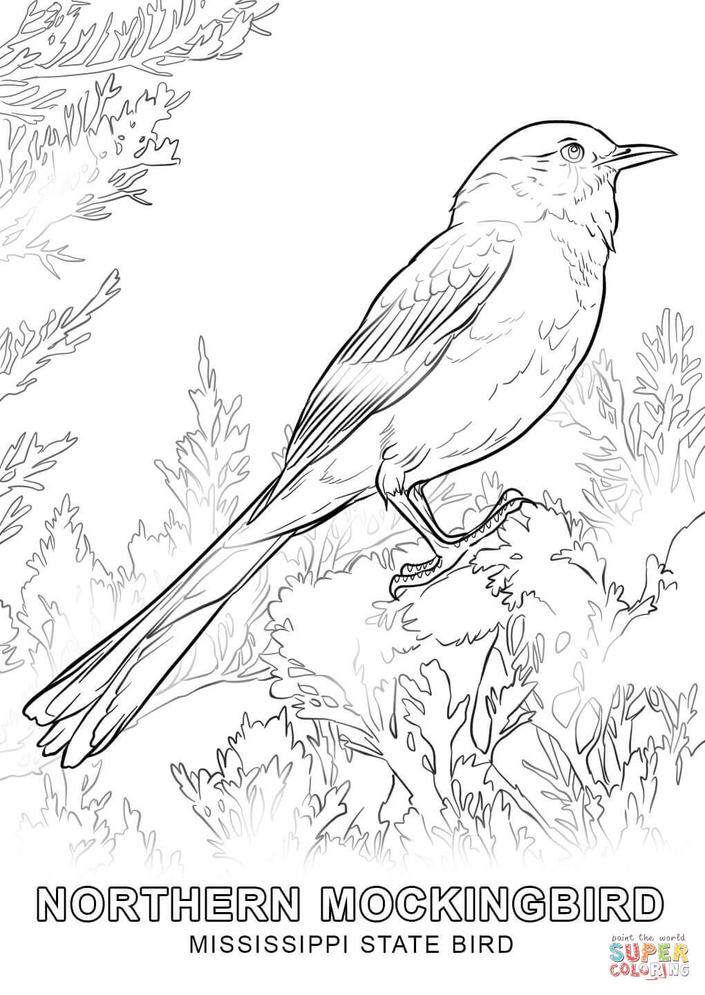 1020x1440 Professional Idaho State Bird Coloring Page Colorado Free