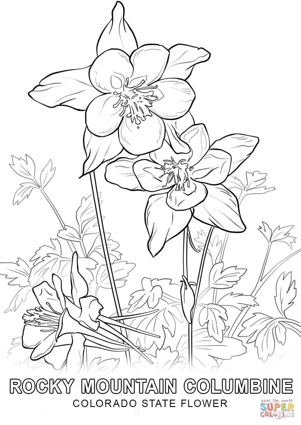 1020x1440 Colorado State Flower Coloring Page Free Printable Coloring