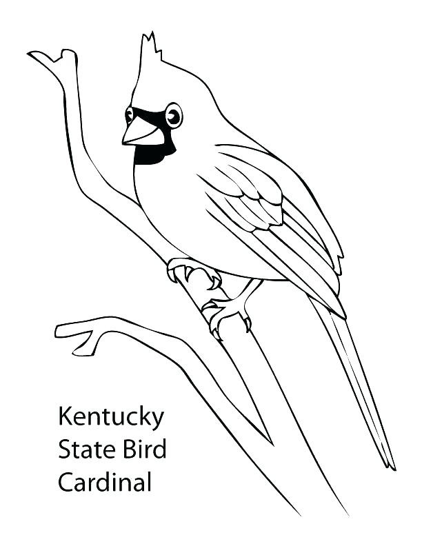 612x792 20 Awesome Colorado State Bird Coloring Page Voterapp.us