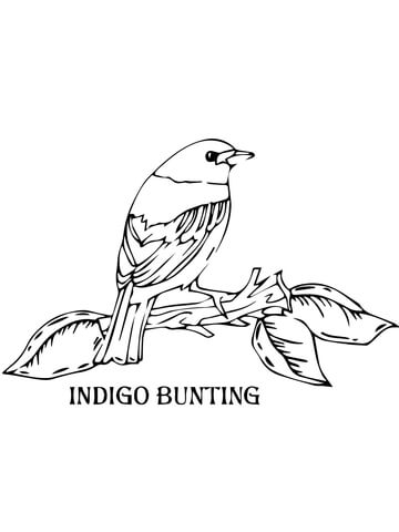 360x480 Lark Bunting With Columbine Colorado State Bird Also Flower