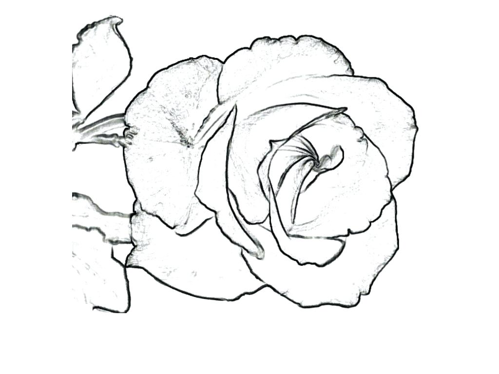 1024x768 Derrick Rose Coloring Pages Traceable Sheet By Acrylic For You