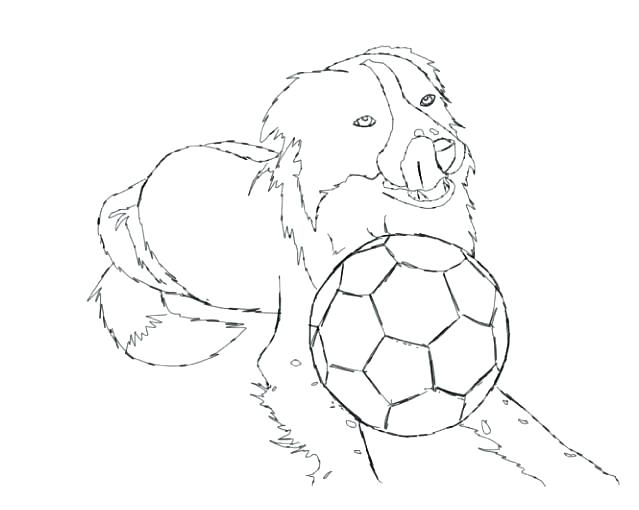 639x510 Border Collie Coloring Pages Border Collie Coloring Pages Border