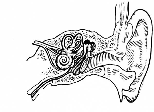 600x438 Ear Coloring Page Human Anatomy Ear Coloring Pages Bulk Color 600