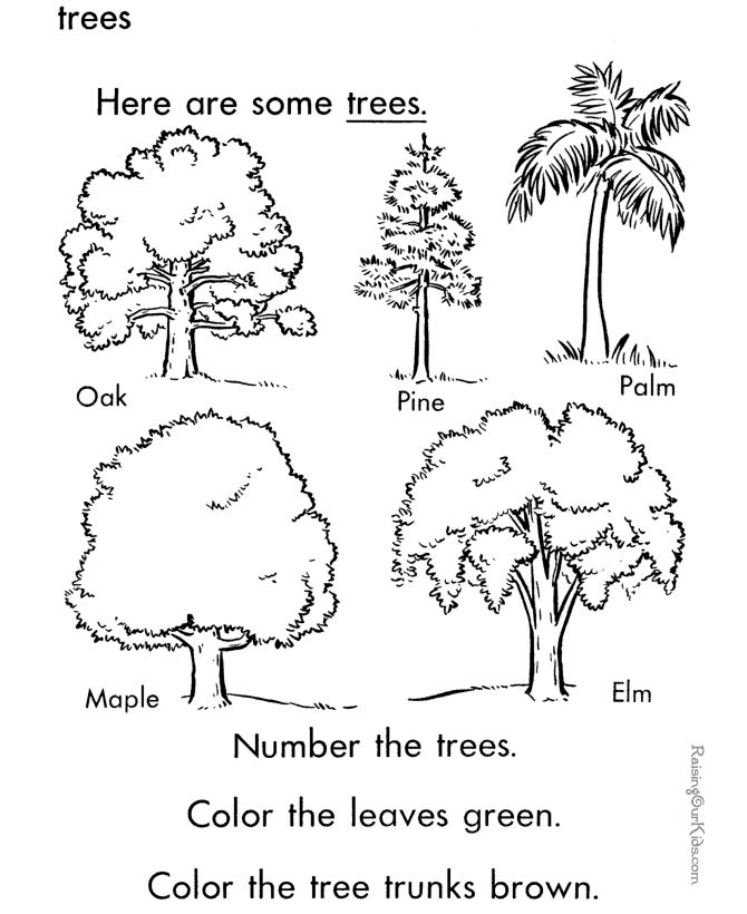 Coloring Page Oak Tree