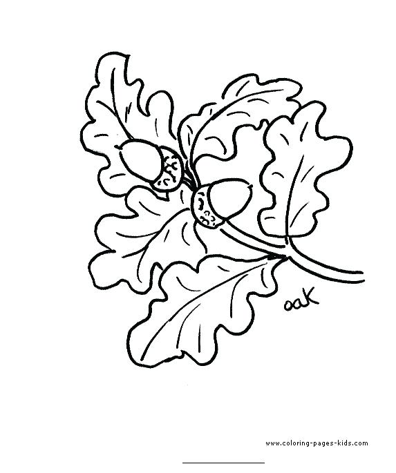 573x685 Oak Leaf Coloring Page Oak Leaf Coloring Page Oak Tree Leaves