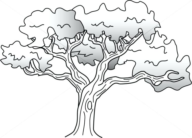 776x556 Oak Tree Coloring Page Simple Oak Tree Drawing Oak Tree Leaves