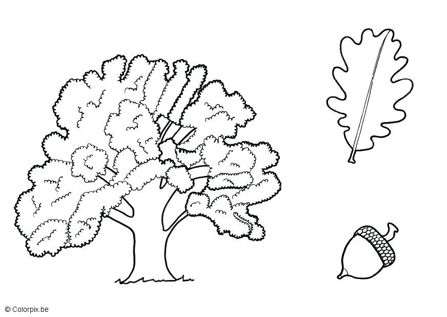 872x618 Oak Tree Coloring Pages Coloring Page Oak Red Oak Tree Coloring