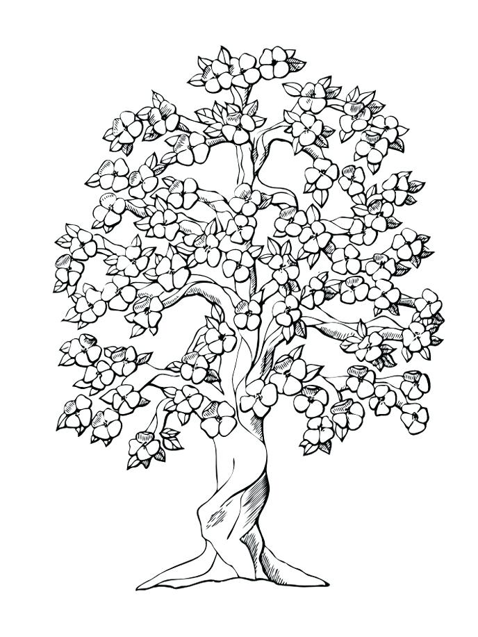 688x917 Oak Tree Colouring Page Plus Oak Tree Leaves Coloring Pages