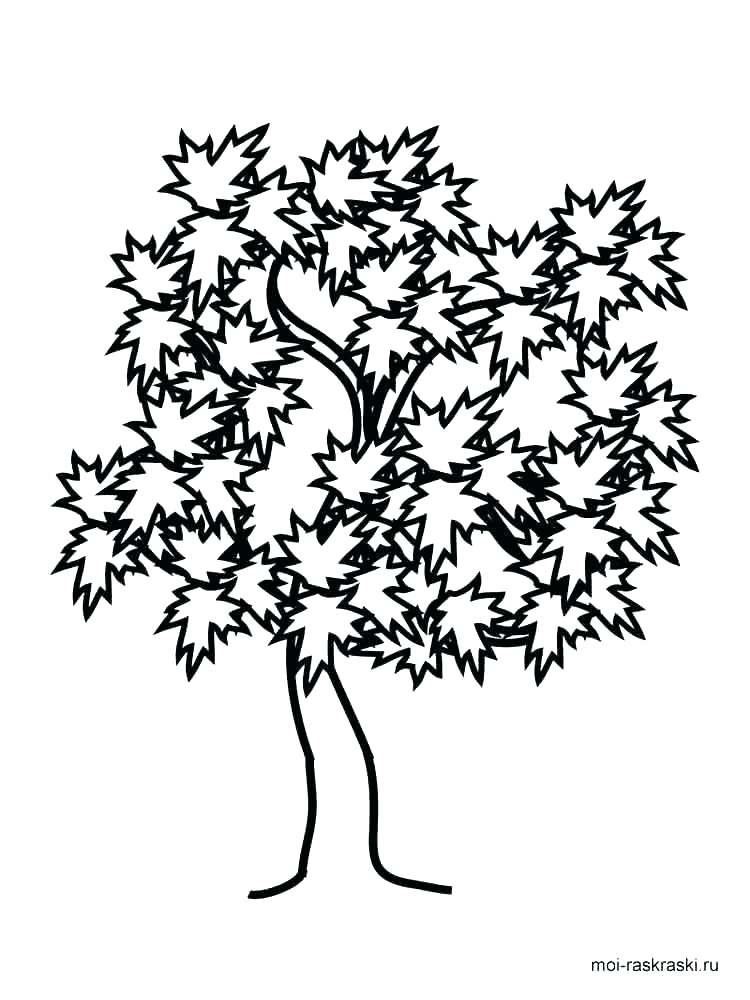 750x1000 Trees Coloring Pages Oak Tree Coloring Page For Kids Palm Tree