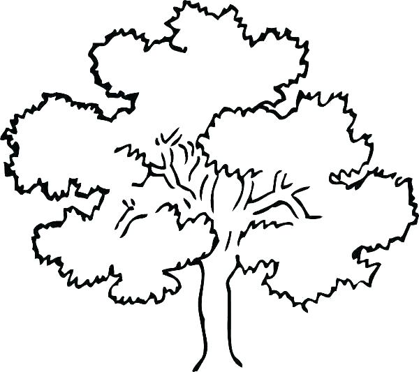 600x533 Oak Tree Coloring Page