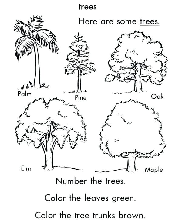 600x734 Oak Tree Coloring Pages