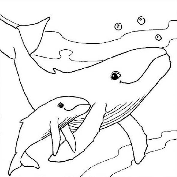 590x588 A Whale Withe Her Baby Animals Coloring Page