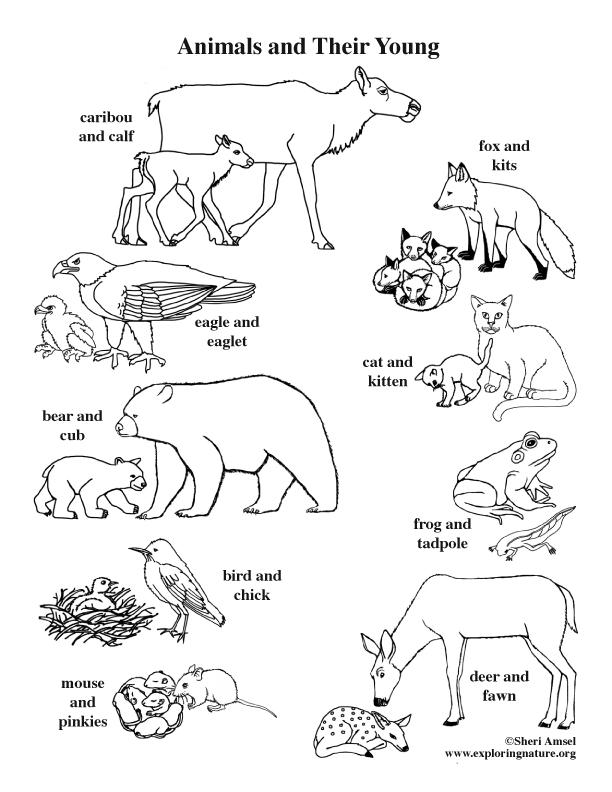 612x792 Animals And Their Young Coloring Page
