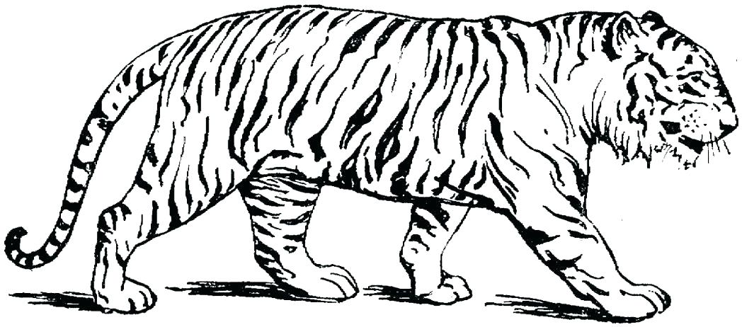 1048x462 Cats Coloring Page Big Cat Coloring Pages Cats Coloring Sheets