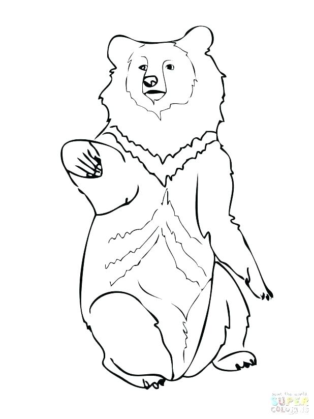 618x824 Black Bear Coloring Page Polar Bear Line Drawing Library Black