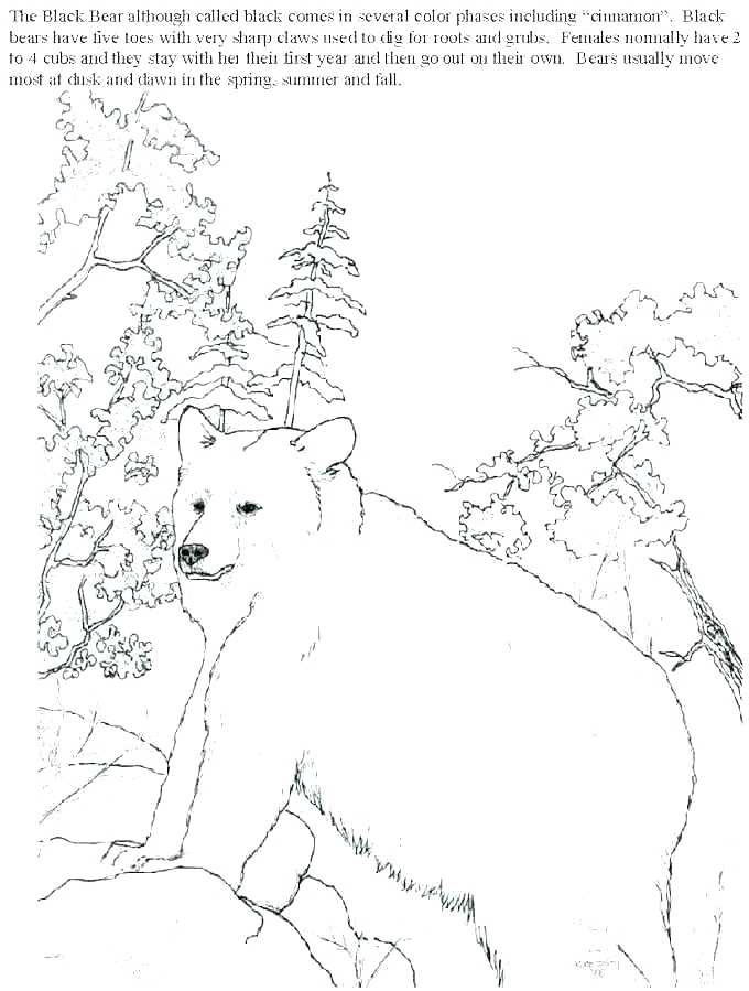 680x899 Black Bear Coloring Pages Line Drawing Teddy Bear Coloring Pages