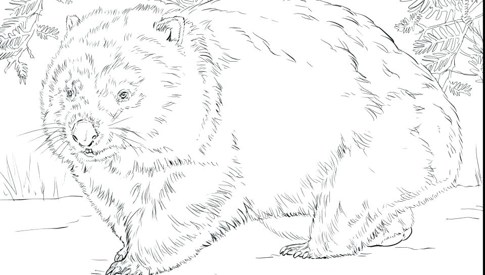 960x544 Black Bear Coloring Pages With Black Bear Coloring Pages Wonderful