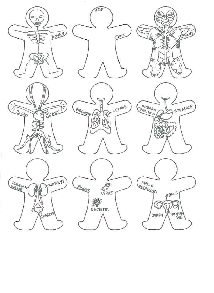736x1009 Body Coloring Pages Human Body Coloring Pages Body Outline