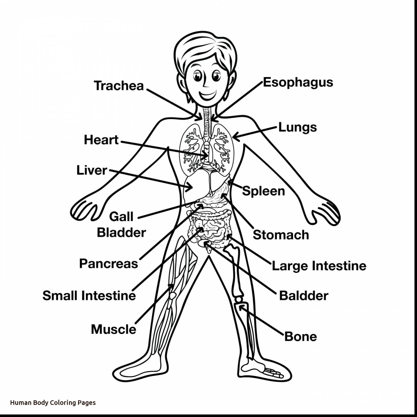 1650x1650 Fascinating Nice Ideas Human Body Coloring Pages Amazing