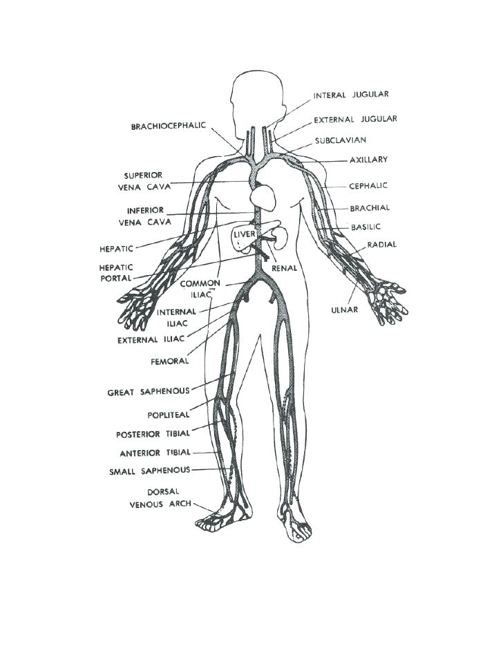 728x942 Human Body Anatomy Coloring Pages Icontent