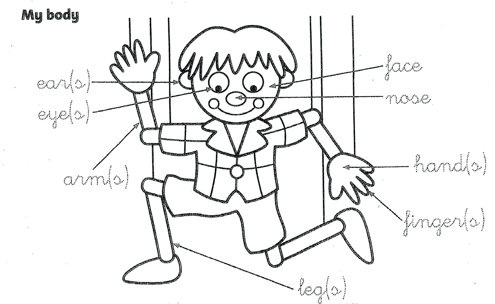 1600x983 Body Coloring Page
