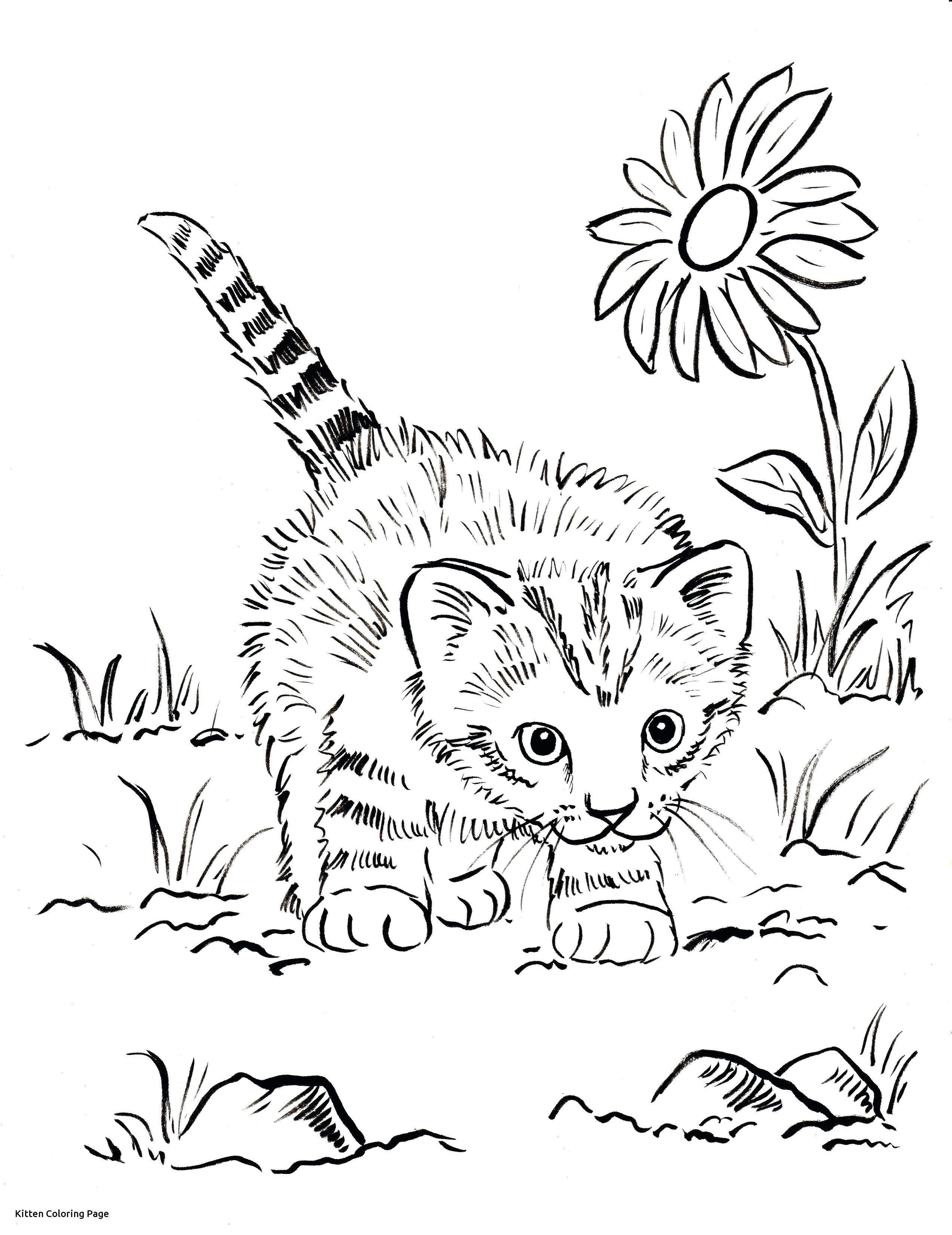 2545x3300 Kitten Color Page Great Ba Kittens Coloring Pages Throughout Acpra