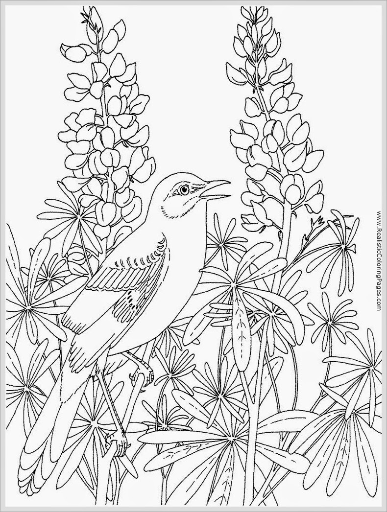790x1046 Incredible Robin Bird Coloring Pages For Adult Realistic Trend