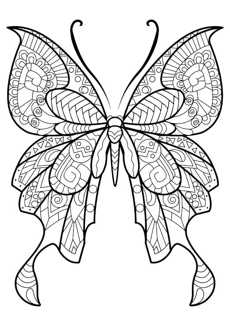 736x1040 Life Cycle Of A Butterfly Coloring Page Coloring Page Of Butterfly
