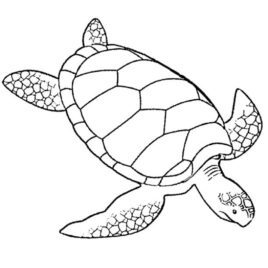 268x268 Turtles Coloring Pages For Adults Printable Kids Colouring Pages