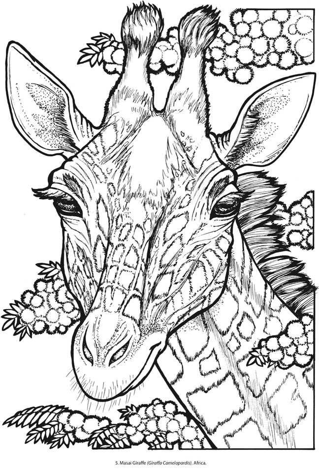 650x956 Creative Haven Wild Animal Portraits Coloring Book Ltgt Page 2
