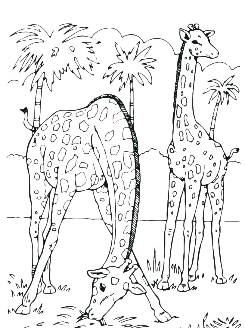 814x1091 Adult Coloring Pages Printable Giraffe Free Coloring Sheets
