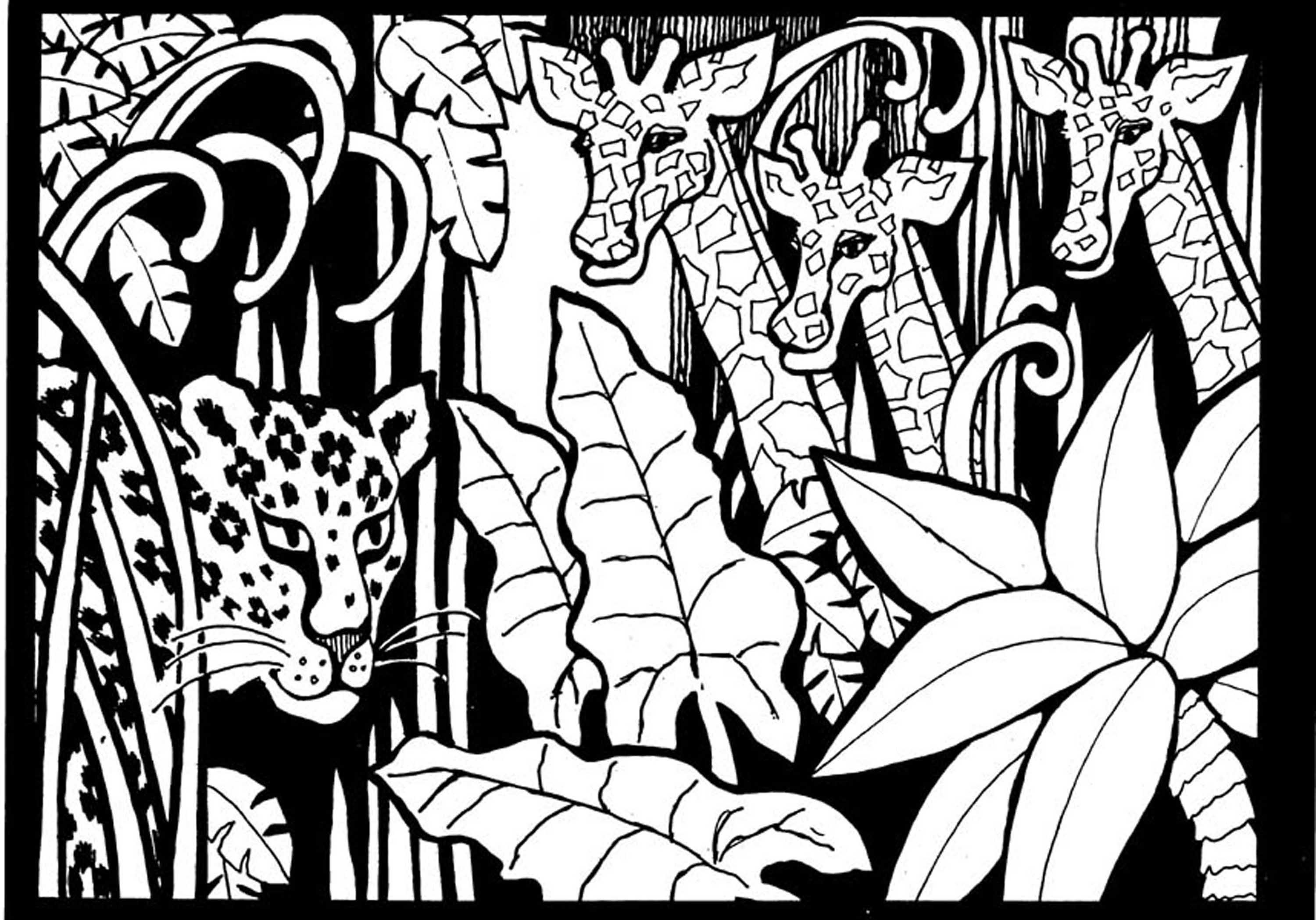 3000x2098 Africa Giraffes To Print